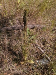 Verbascum thapsus