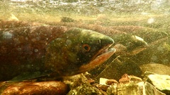 Oncorhynchus nerka