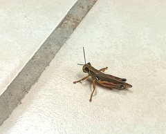 Phoetaliotes nebrascensis