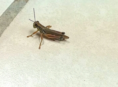 Phoetaliotes nebrascensis
