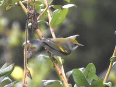 Vermivora chrysoptera