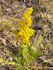 Solidago speciosa