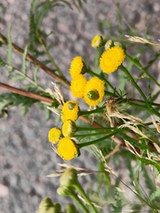 Rhopalomyia tanaceticola