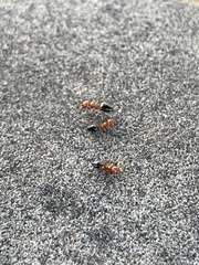 Crematogaster laeviuscula