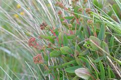 Hylotelephium telephium