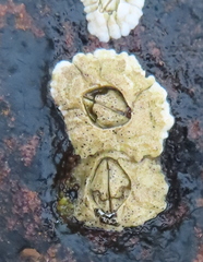Semibalanus balanoides