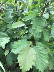 Alnus alnobetula