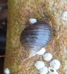 Littorina littorea