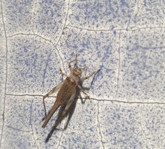 Svistella bifasciata