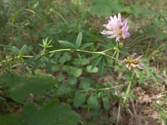 Trifolium lupinaster
