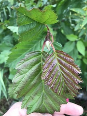 Alnus alnobetula
