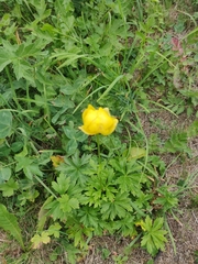 Trollius europaeus