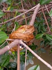 Corallus ruschenbergerii