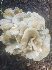 Hohenbuehelia petaloides