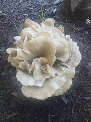 Hohenbuehelia petaloides