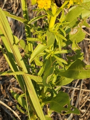 Solidago speciosa