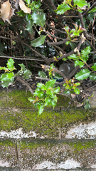 Ilex aquifolium