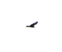 Buteo lagopus