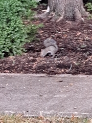 Sciurus carolinensis