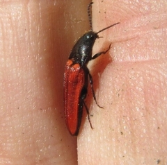 Ampedus sanguineus