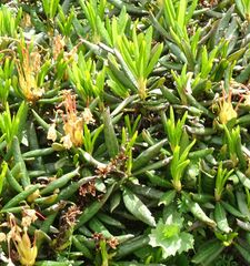 Rhododendron caucasicum