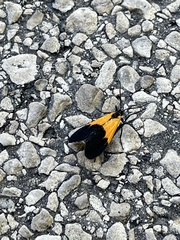 Lycomorpha pholus