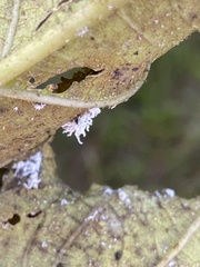 Cryptolaemus montrouzieri