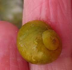 Littorina