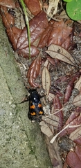 Nicrophorus carolina