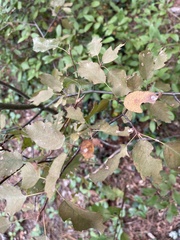 Prunus virginiana