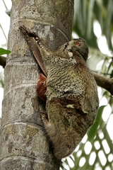 Galeopterus variegatus