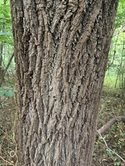 Fraxinus americana