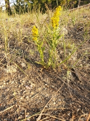 Solidago speciosa