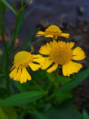 Helenium