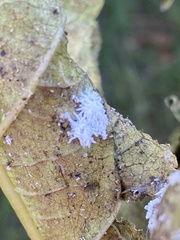 Cryptolaemus montrouzieri