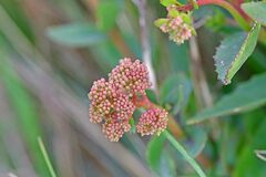 Hylotelephium telephium