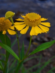 Helenium