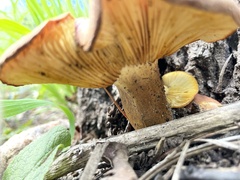 Tricholomopsis rutilans