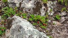 Gaultheria humifusa