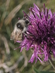 Bombus veteranus