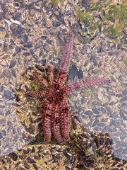 Coscinasterias tenuispina