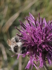 Bombus veteranus