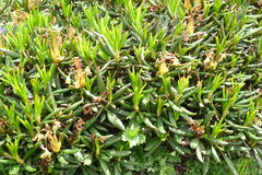 Rhododendron caucasicum