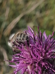 Bombus veteranus