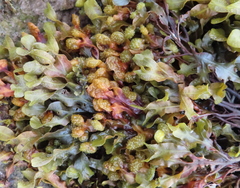 Fucus vesiculosus