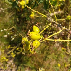 Rosa corymbifera