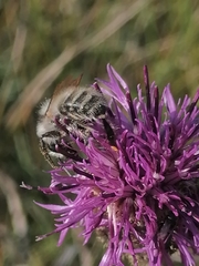 Bombus veteranus