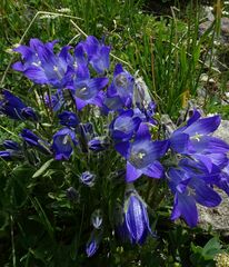 Campanula tridentata biebersteiniana