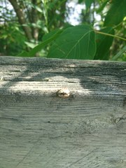 Calligrapha confluens