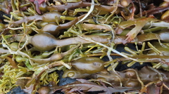 Ascophyllum nodosum